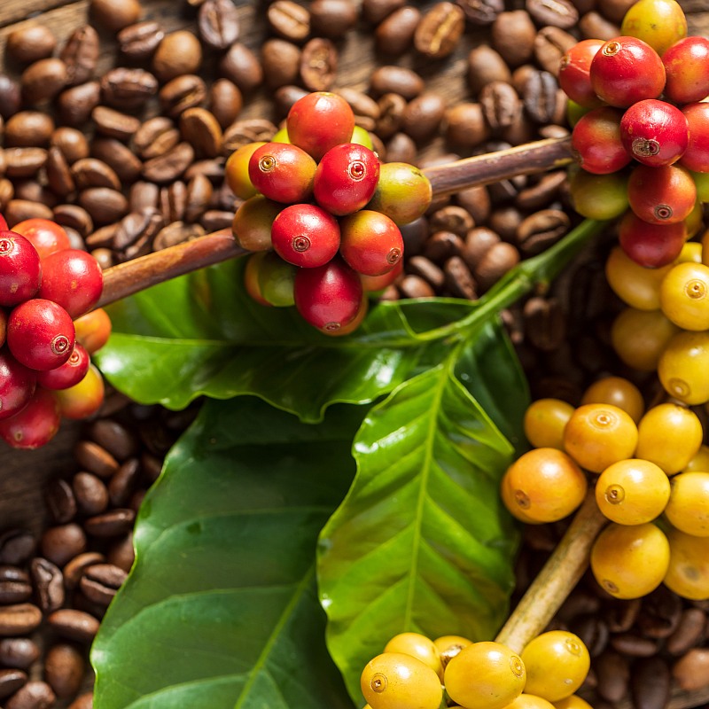 grains de cafe branche