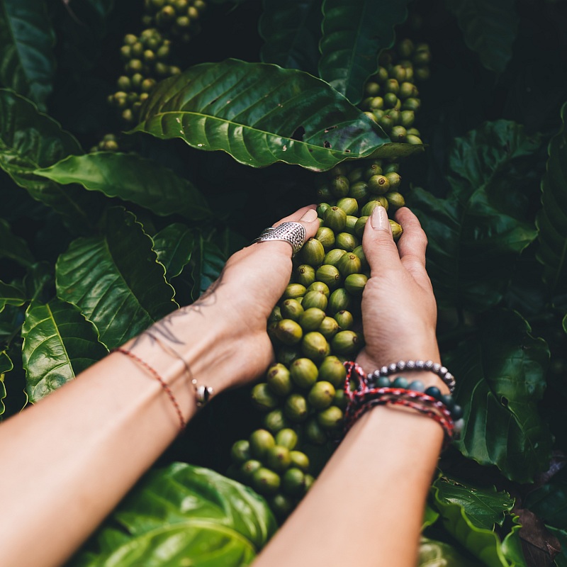grains de café verts sur l'arbre